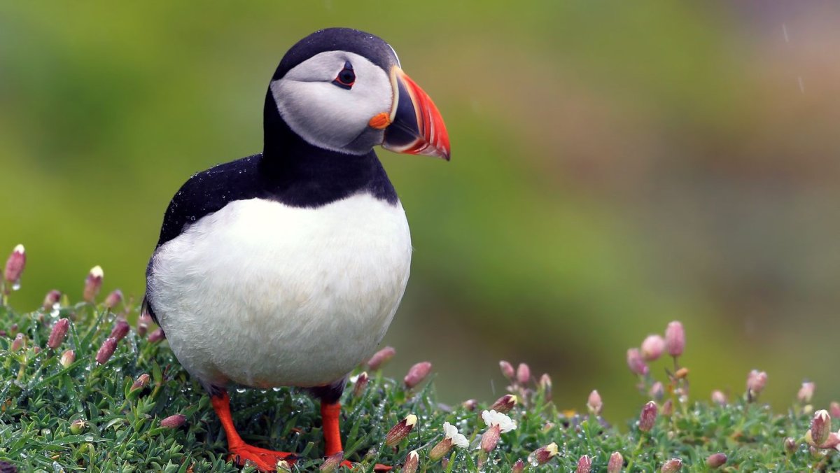 Атлантический паффин
