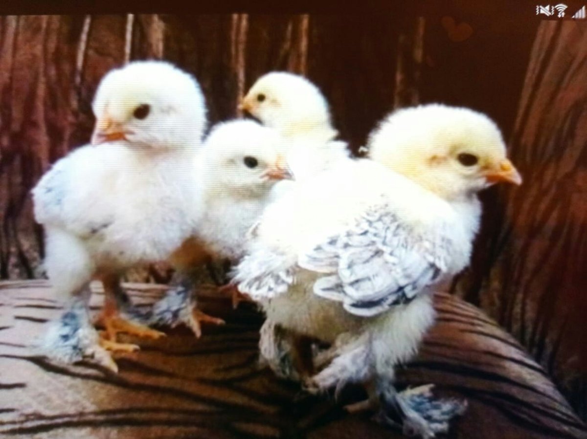 Цыплята Брама