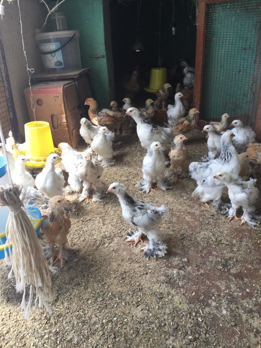 Цыплята Брама 2 недельные