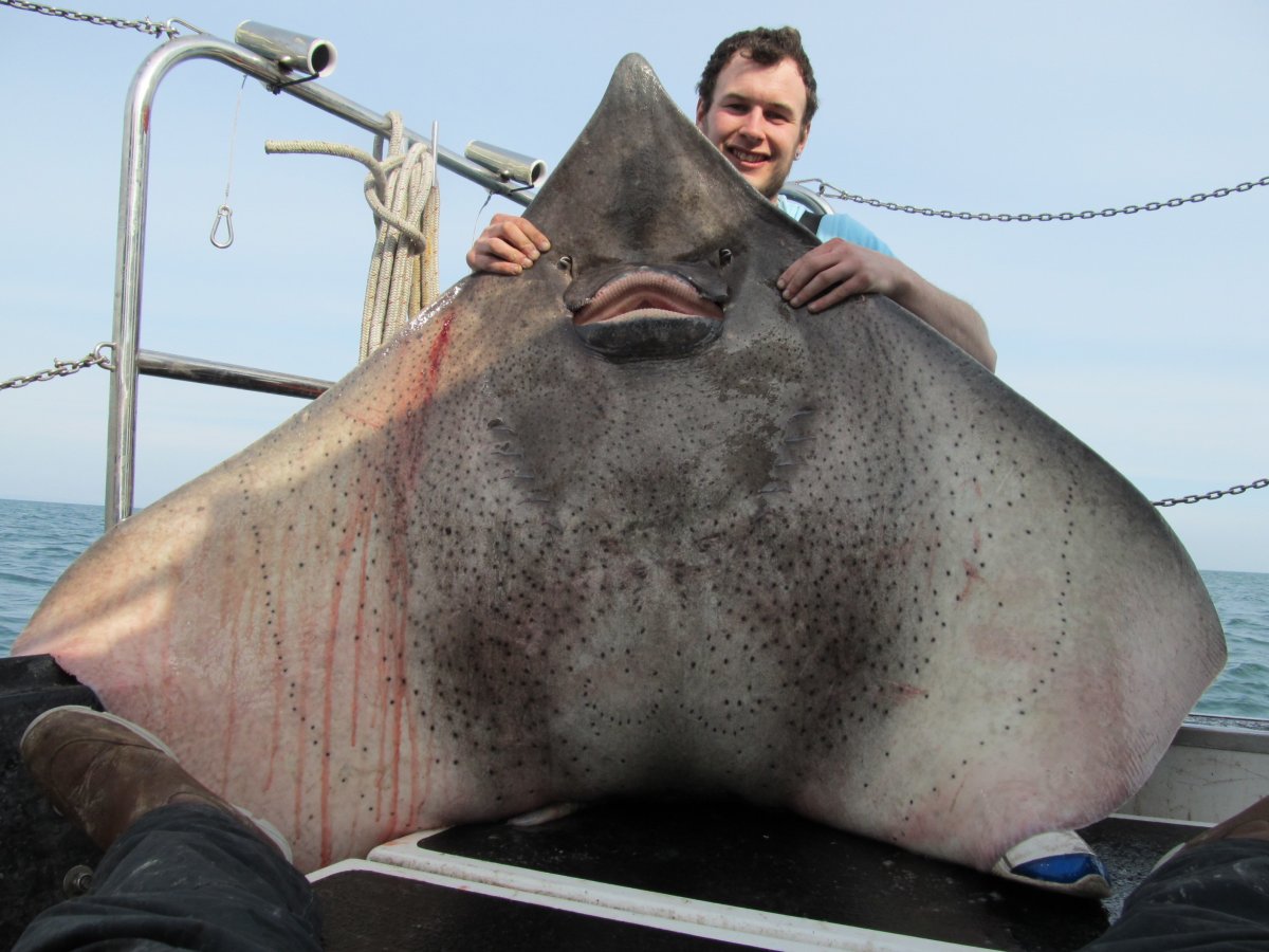 Карп под водой