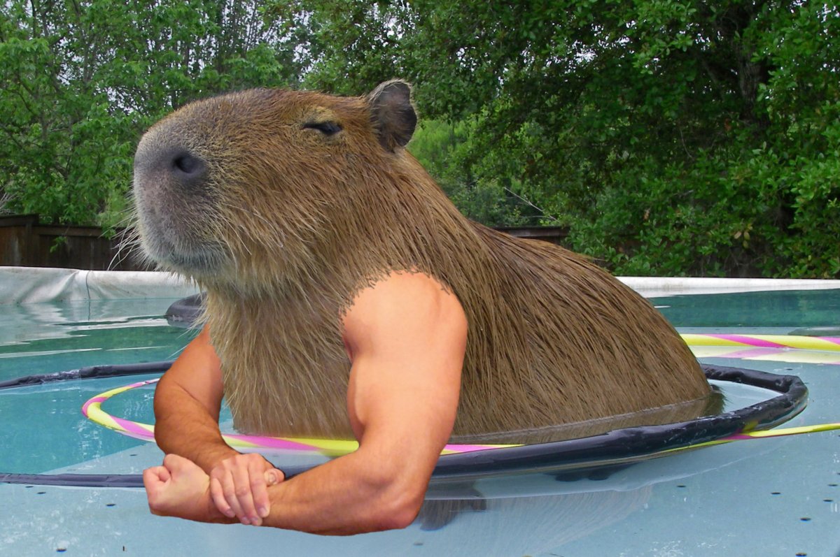 Капибара Парагвай