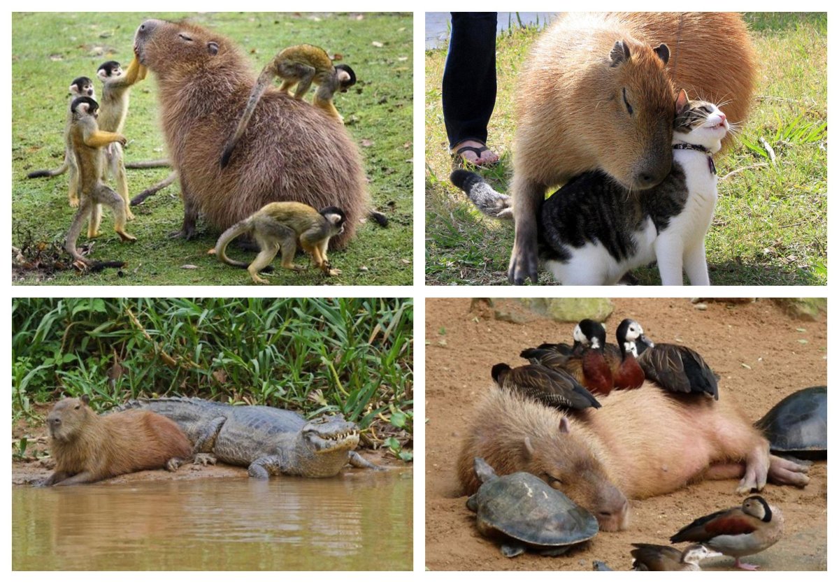 Спаривание Бобров