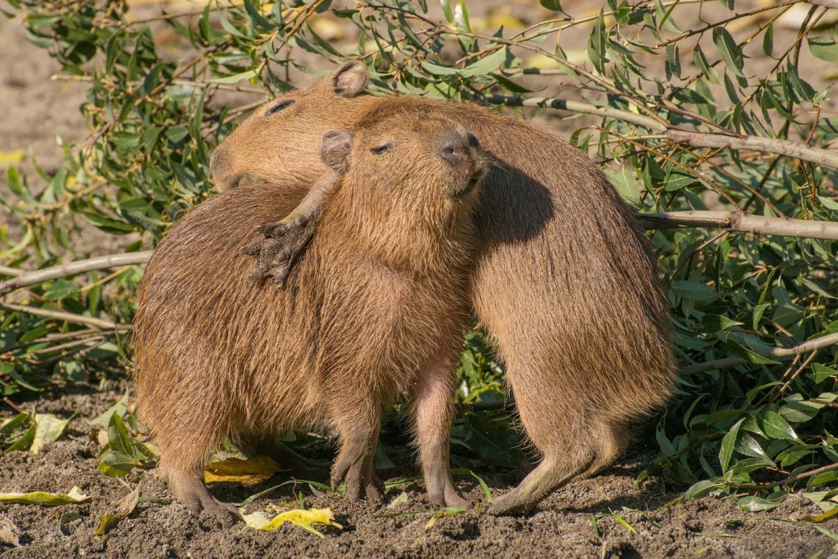 Капибара на прогулке