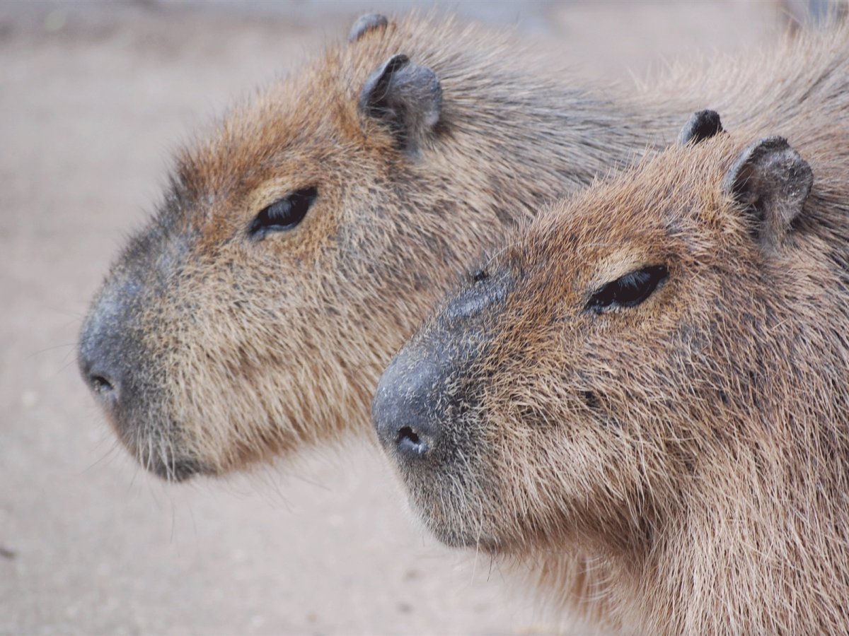 Капибара эндемик Северной Америки