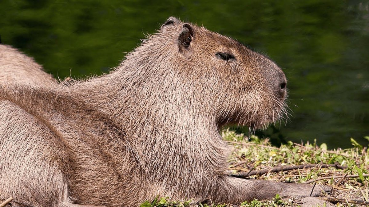 Капибары спариваются