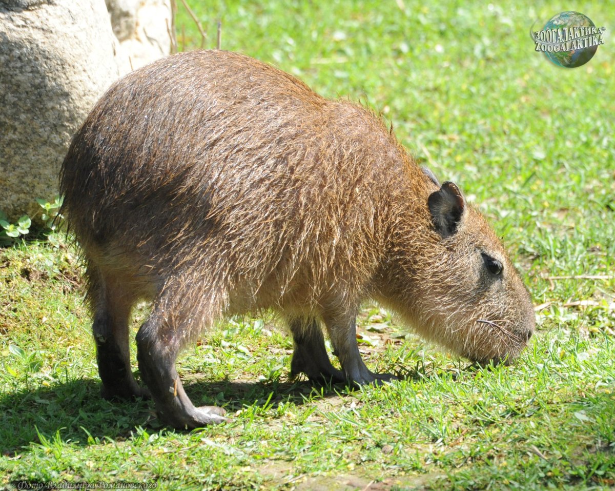 Hydrochoerus hydrochaeris