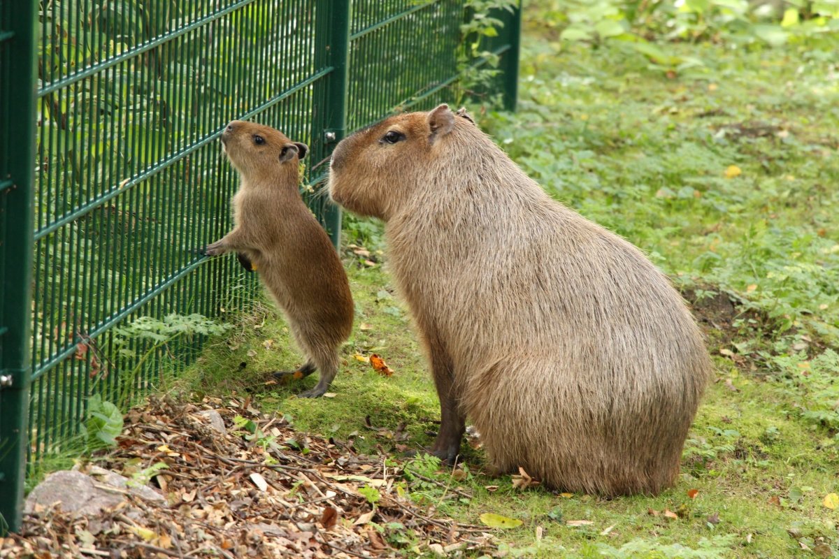 Река Амазонка капибара