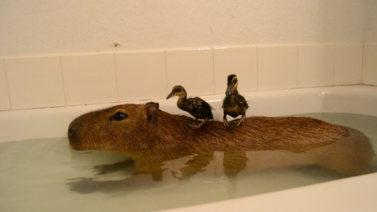 Морские свинки породы Куи