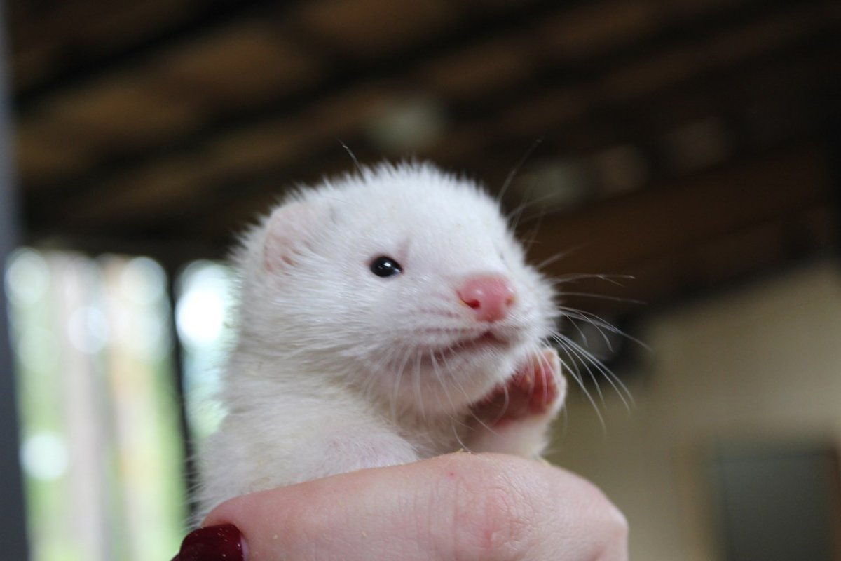 Американская норка белая