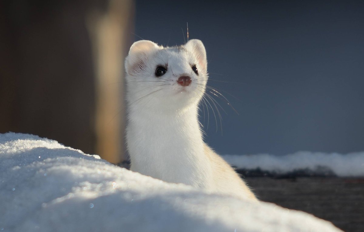 Ласка хорек куница