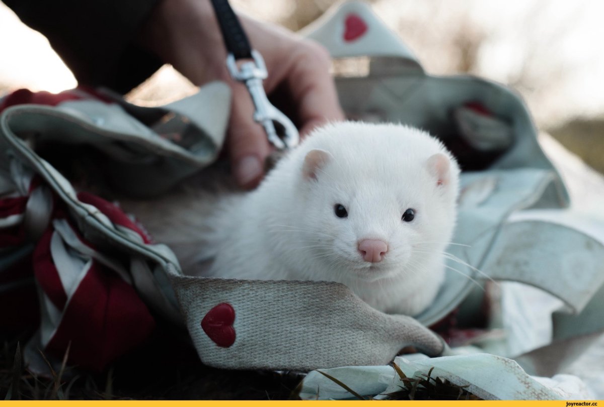 Сиамский горностай шуба