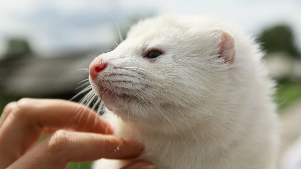 Европейская норка белая