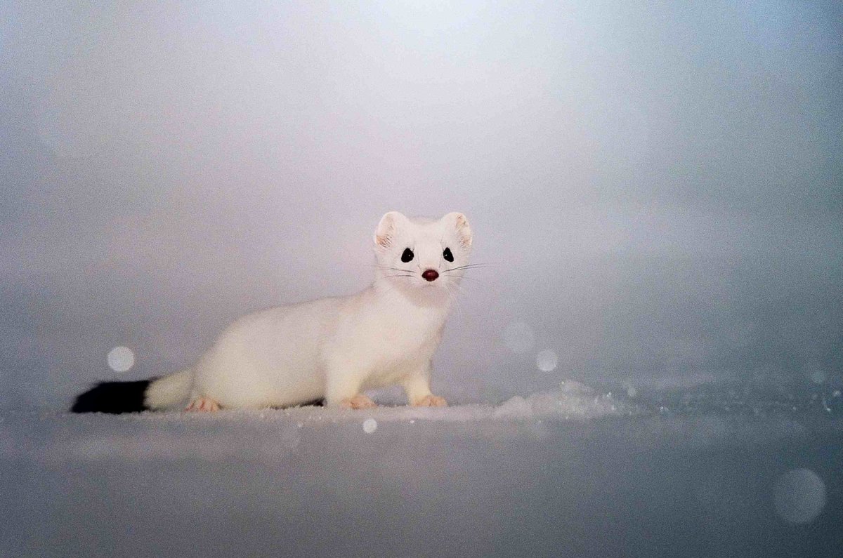 Горностай (Mustela erminea)