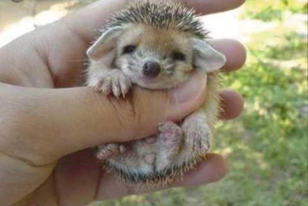 Еж маленький Ушастый