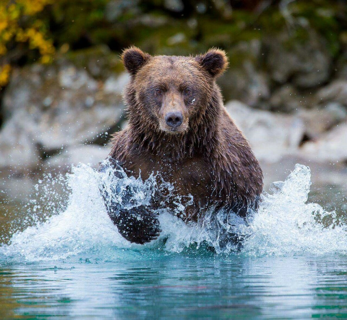 Голова медведя скульптура