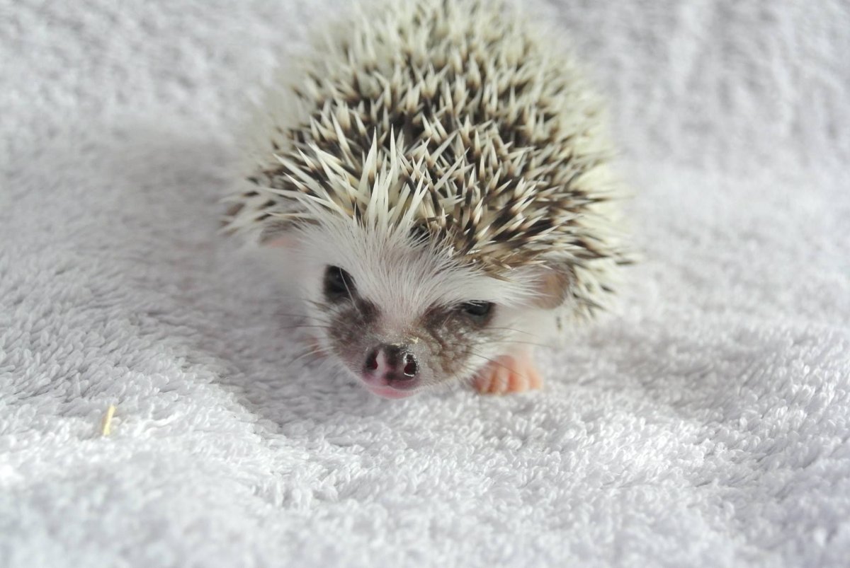 Снежинка еж