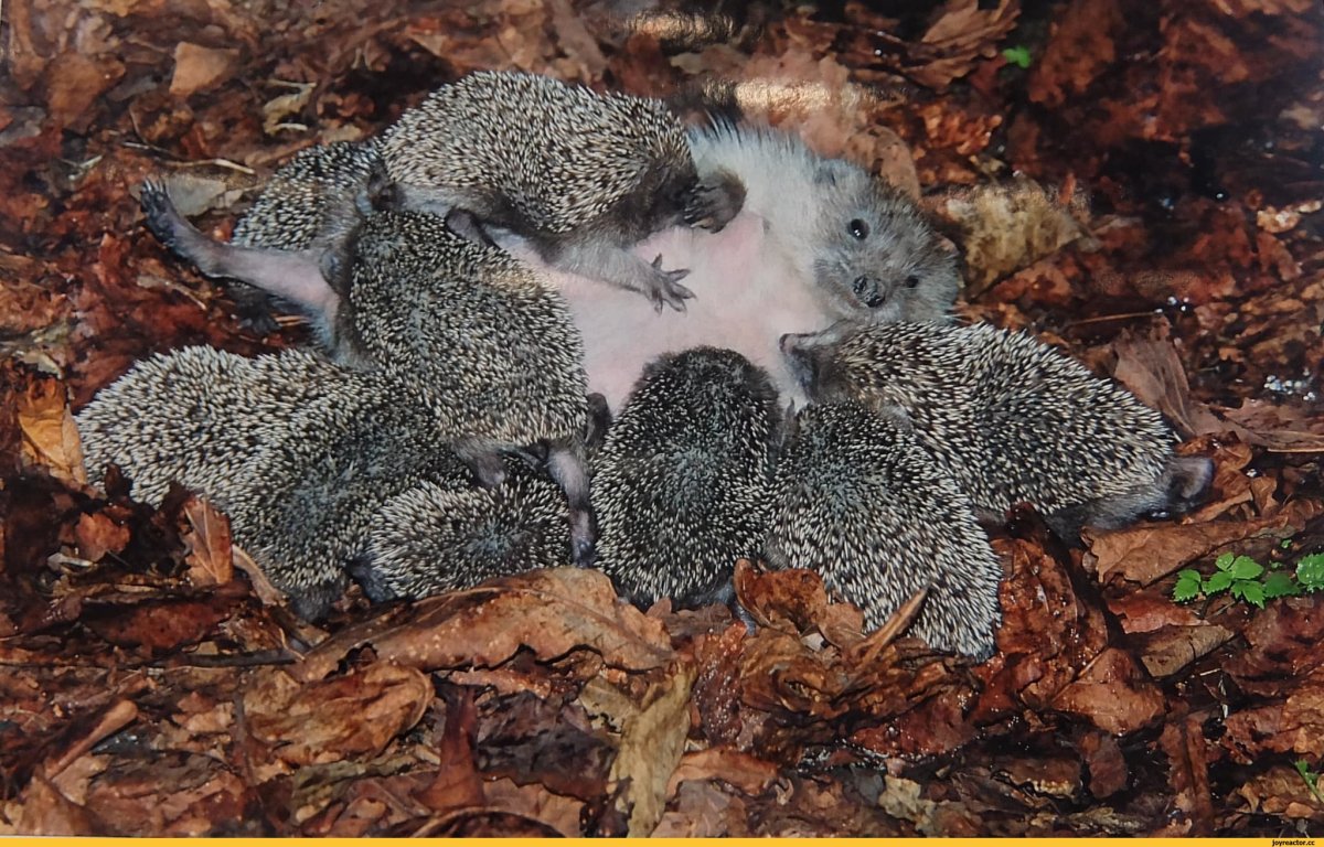 Новорождённые ежата