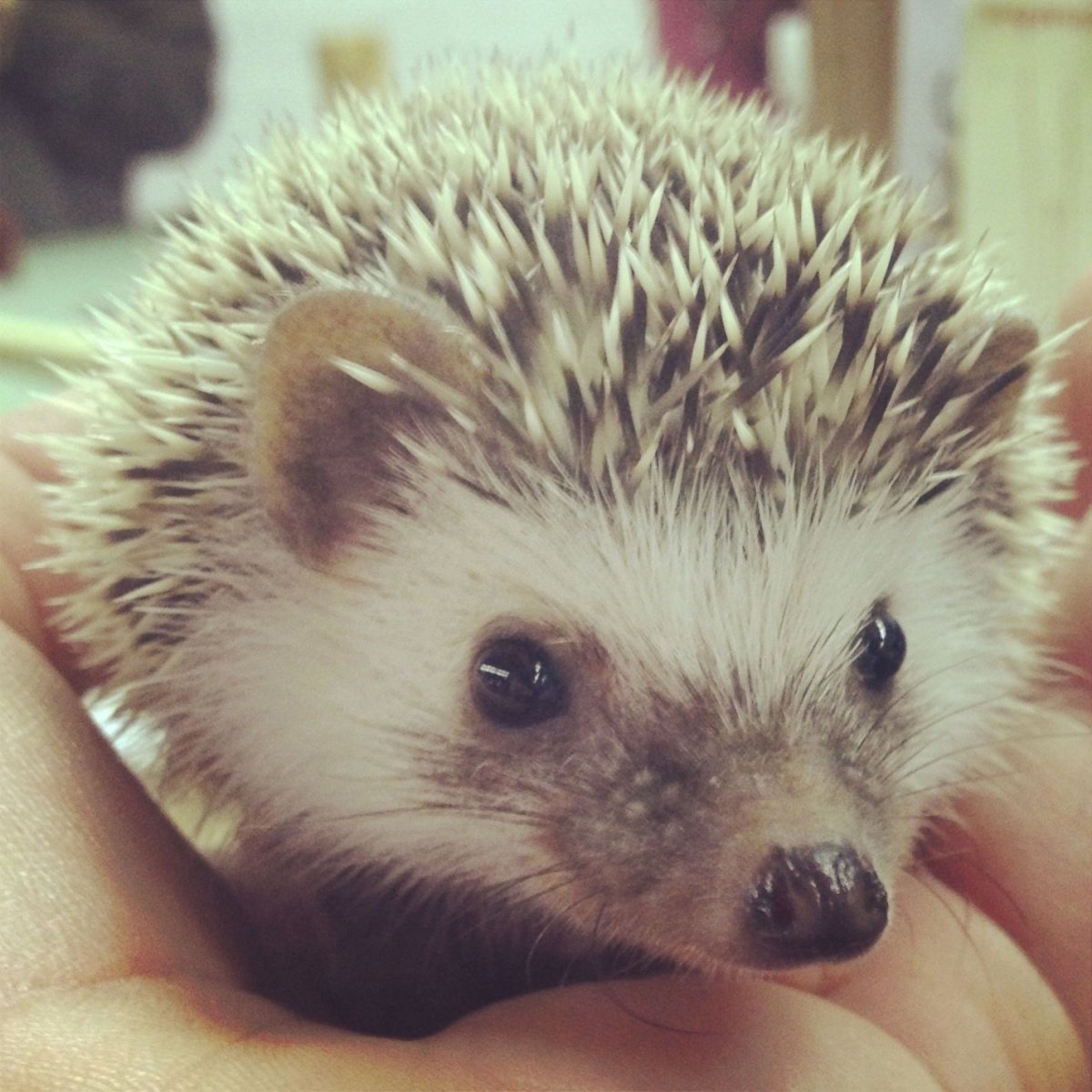 Детеныш ужа