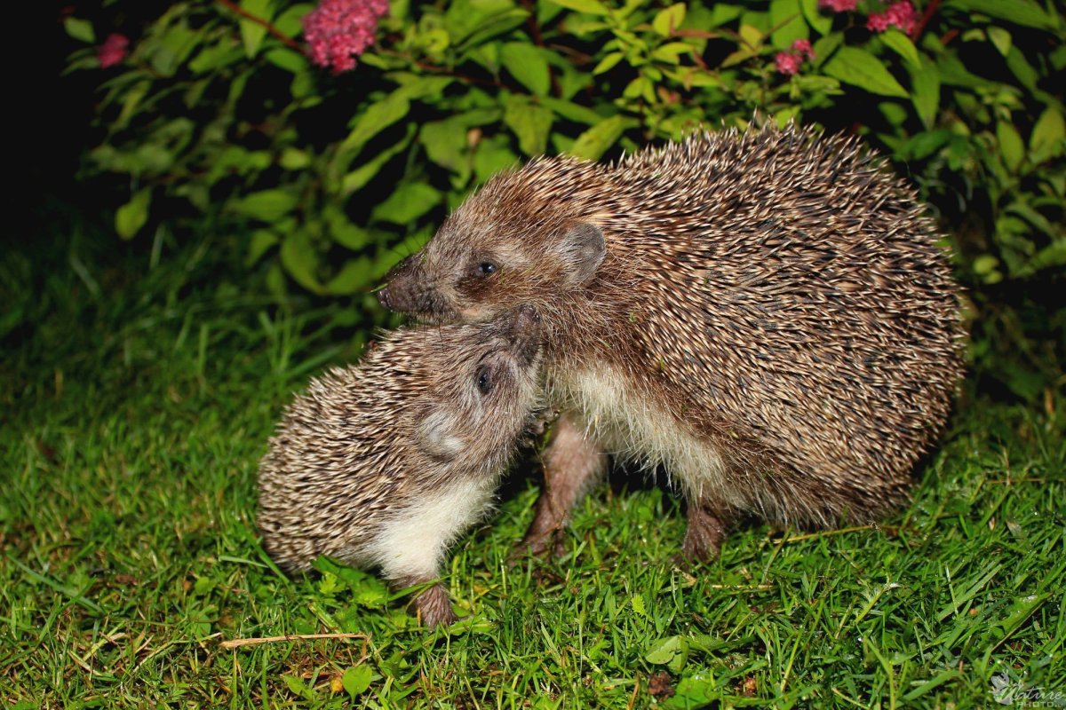 Ушастый ёж с ежатами