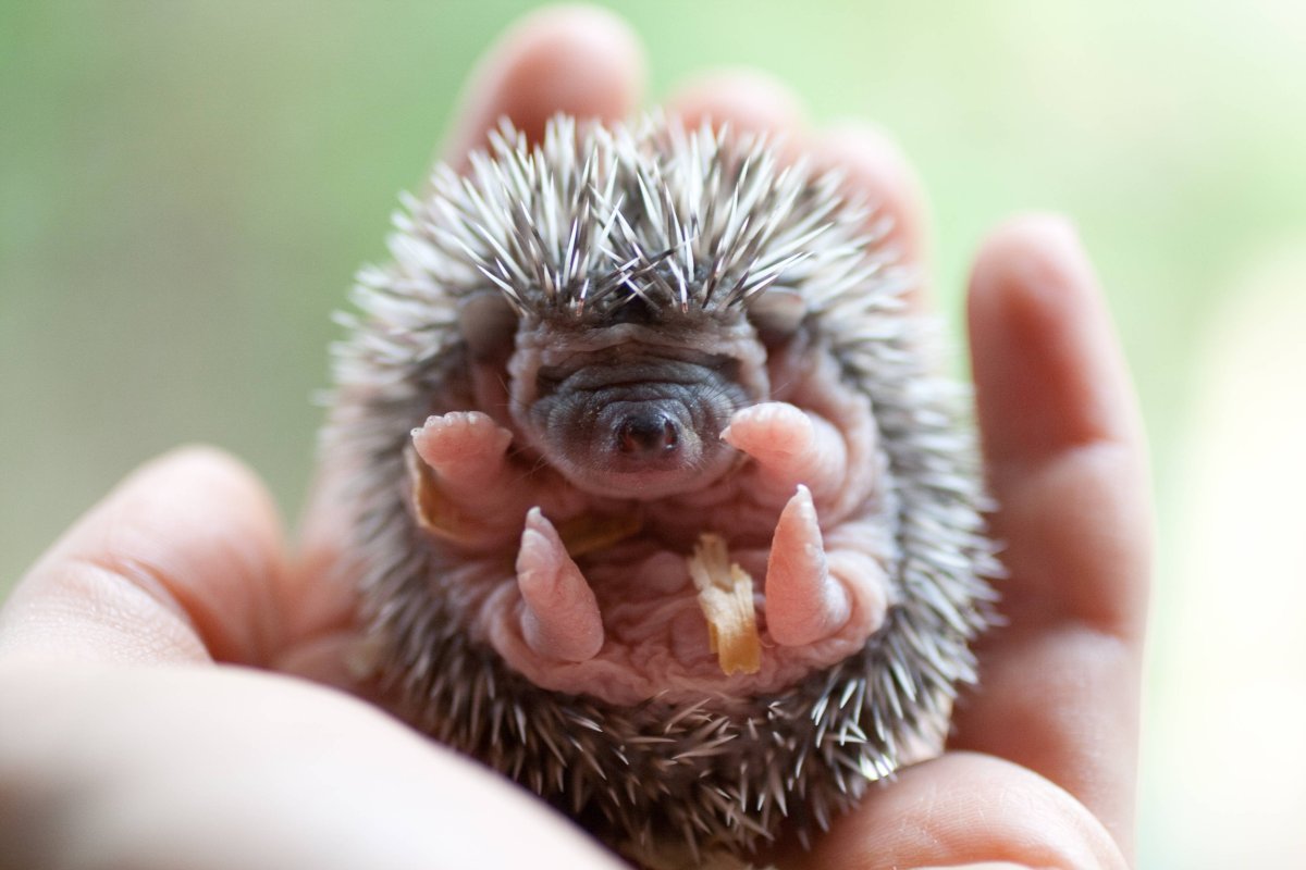 Новорожденный Ежик