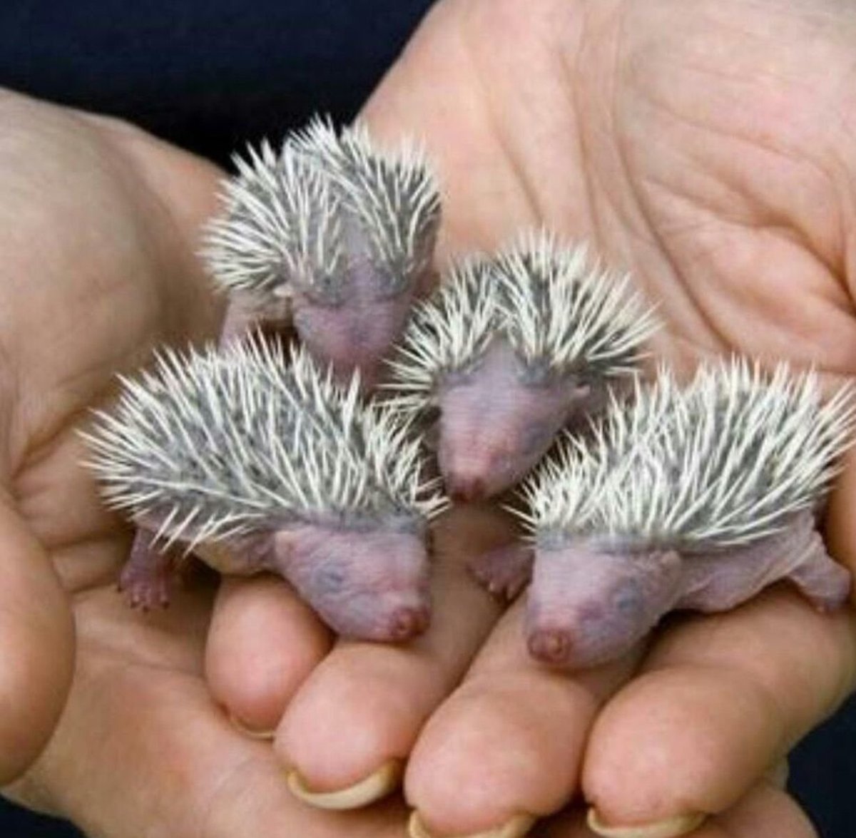 Детеныш дикобраза
