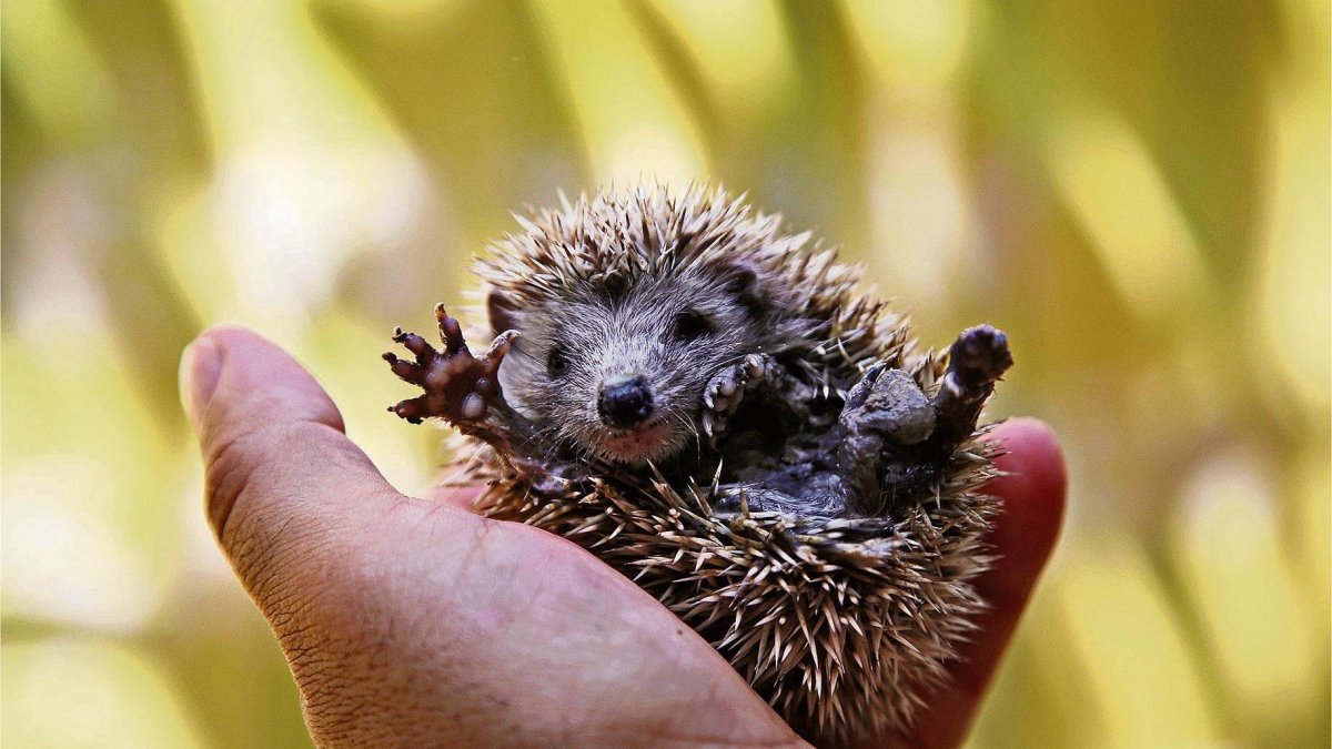 Ежонок - детеныш ежа