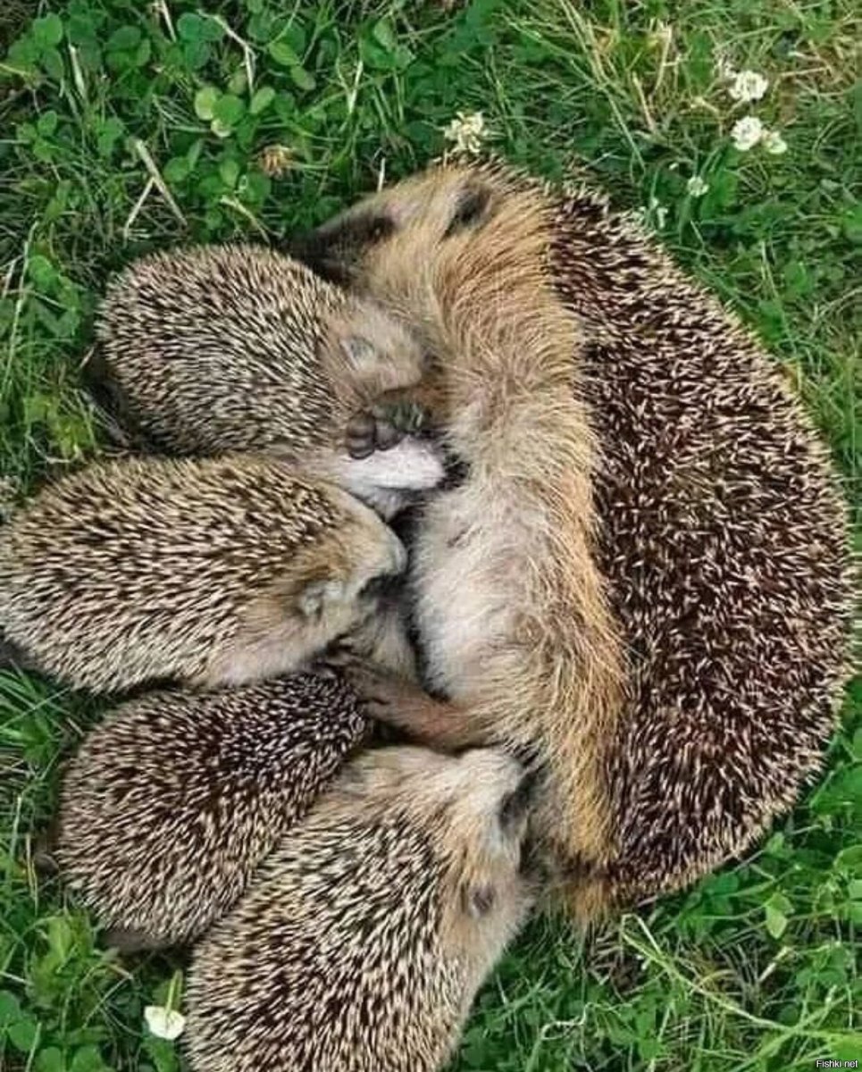 Детеныш ежа