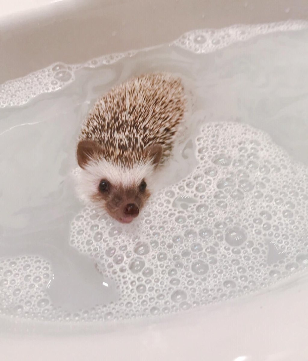 Ежики милые плавают