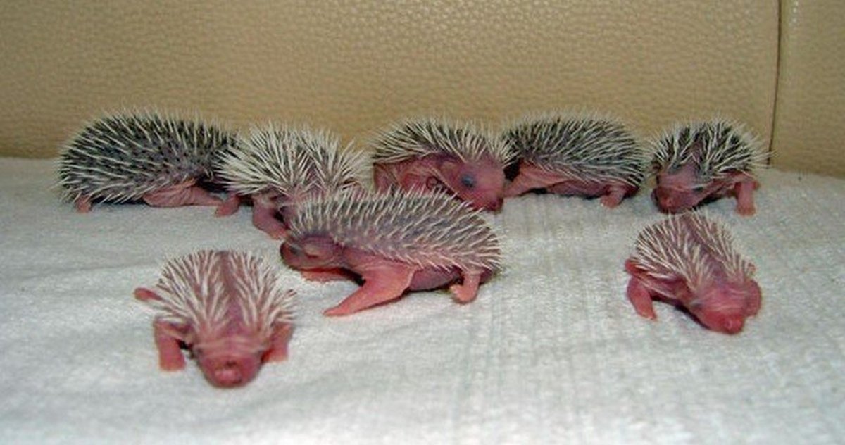 Ежиха с ежатами