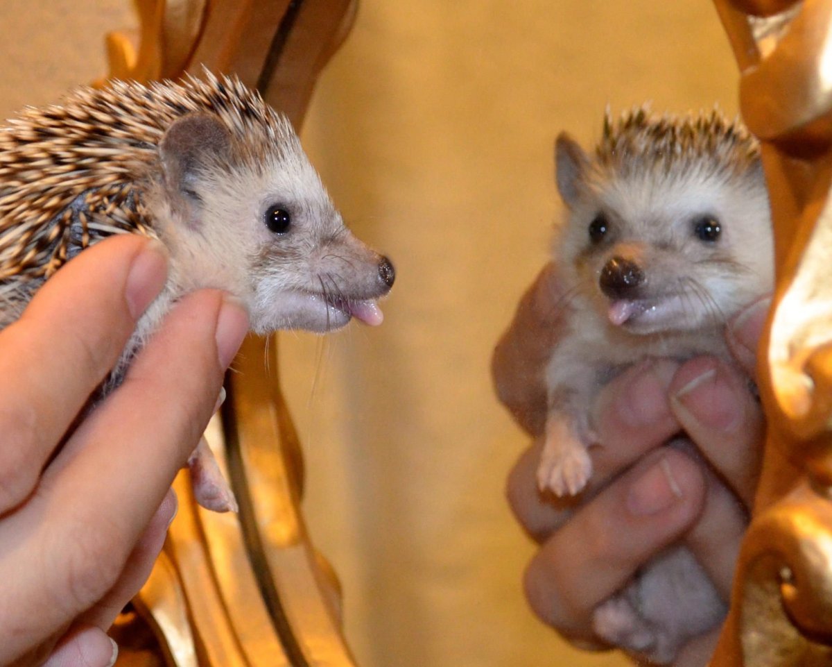 Много ежата маленькие