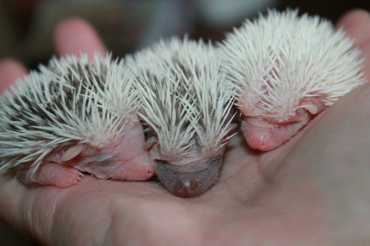 Ежата Детеныши