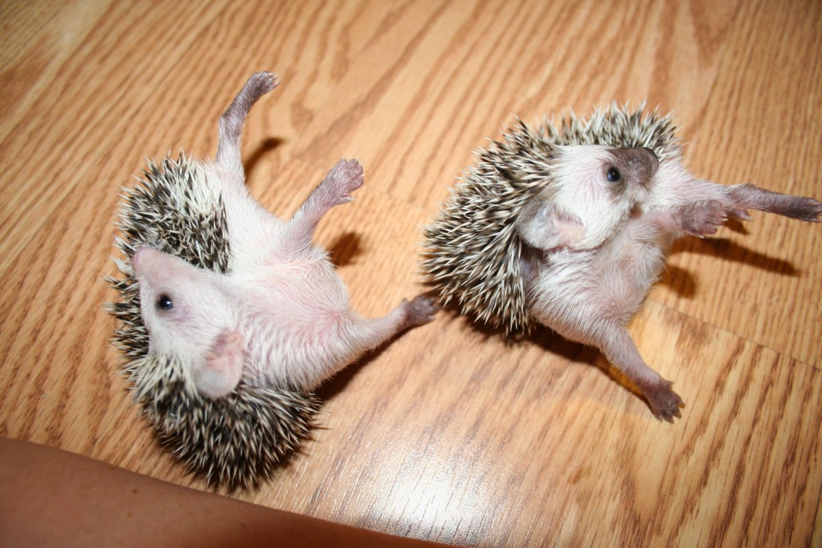 Маленькие ежата