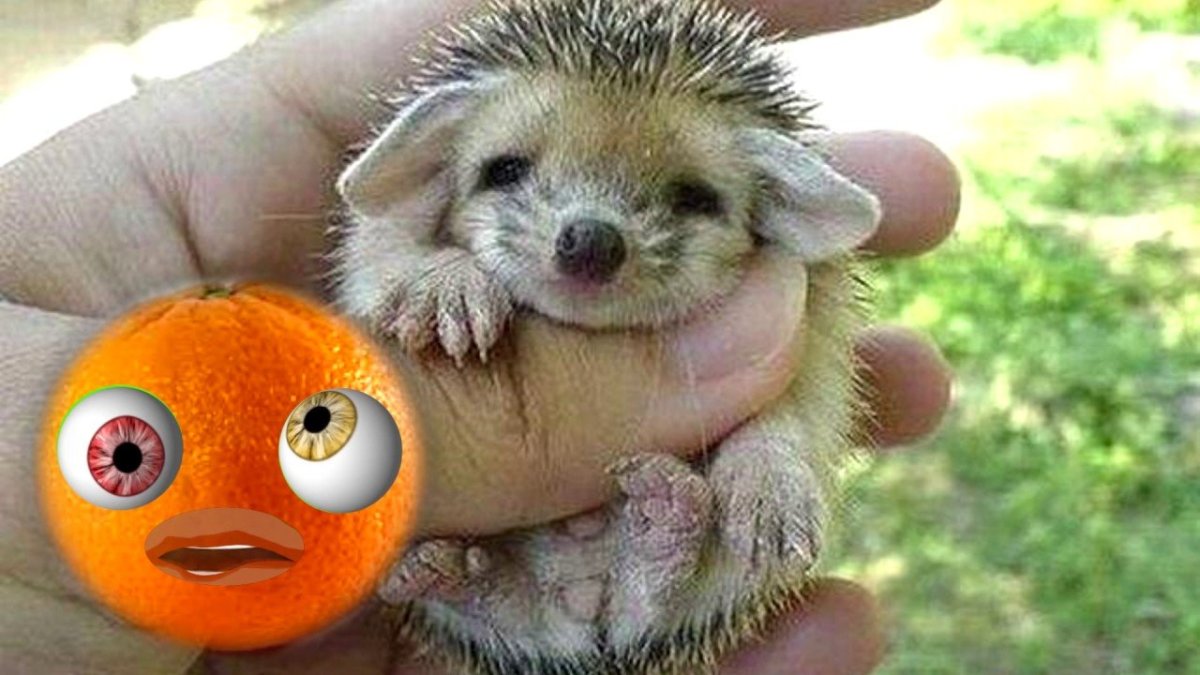 Ежик проснулся