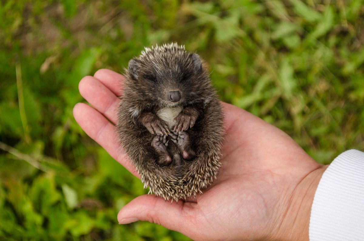 Ёжики милашки