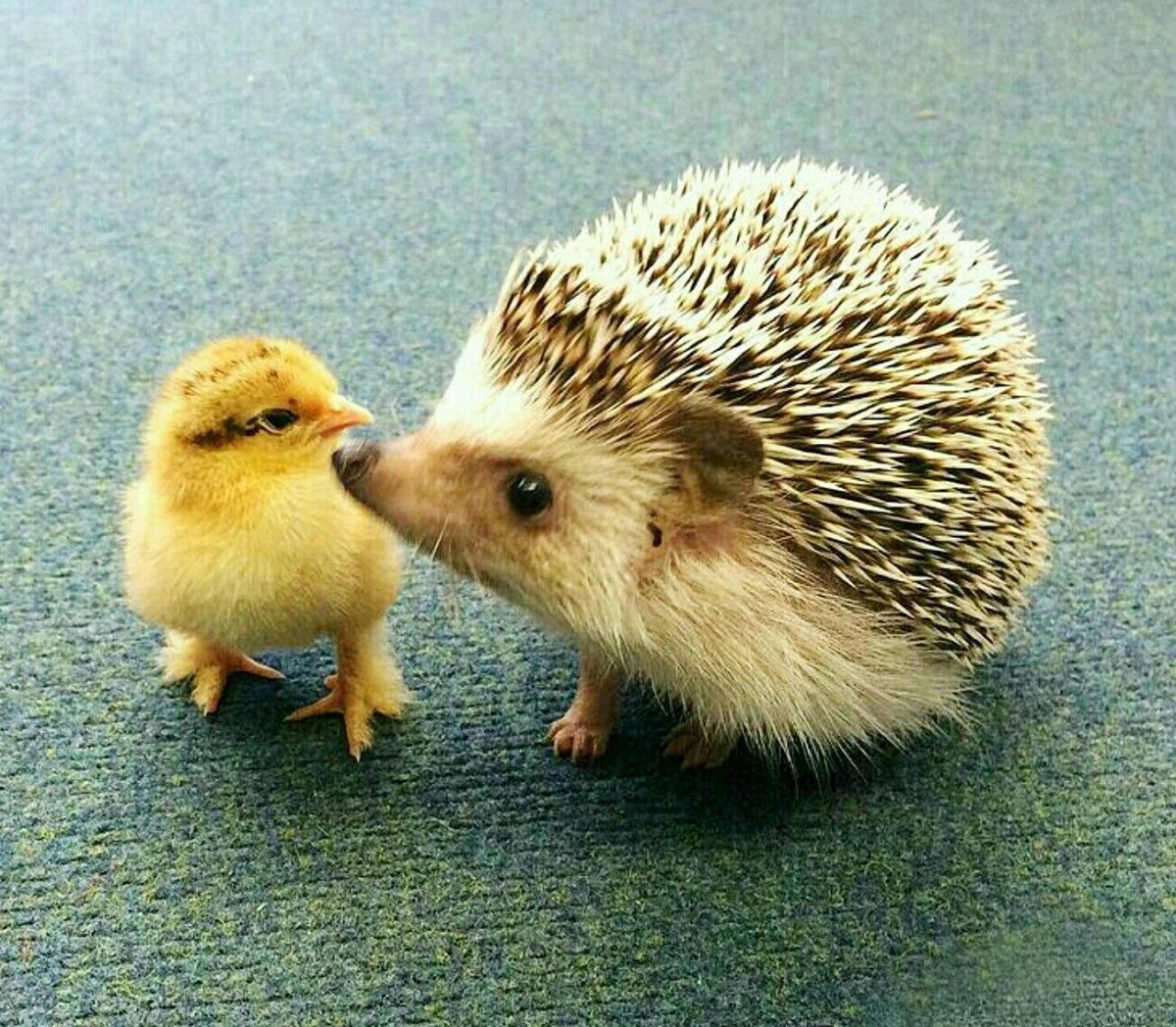 Ежиха с детенышами