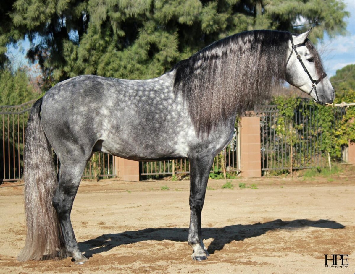 Андалуз лошадь