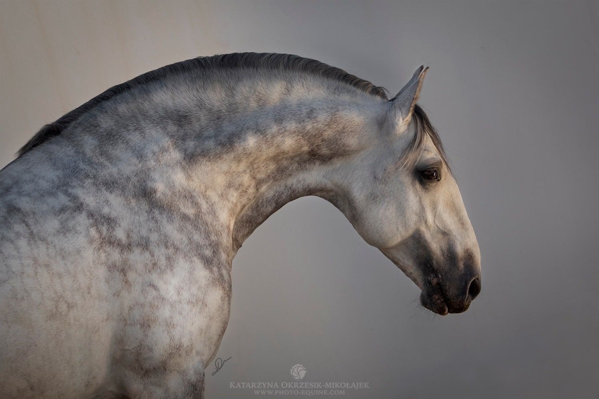 Андалузская порода лошадей