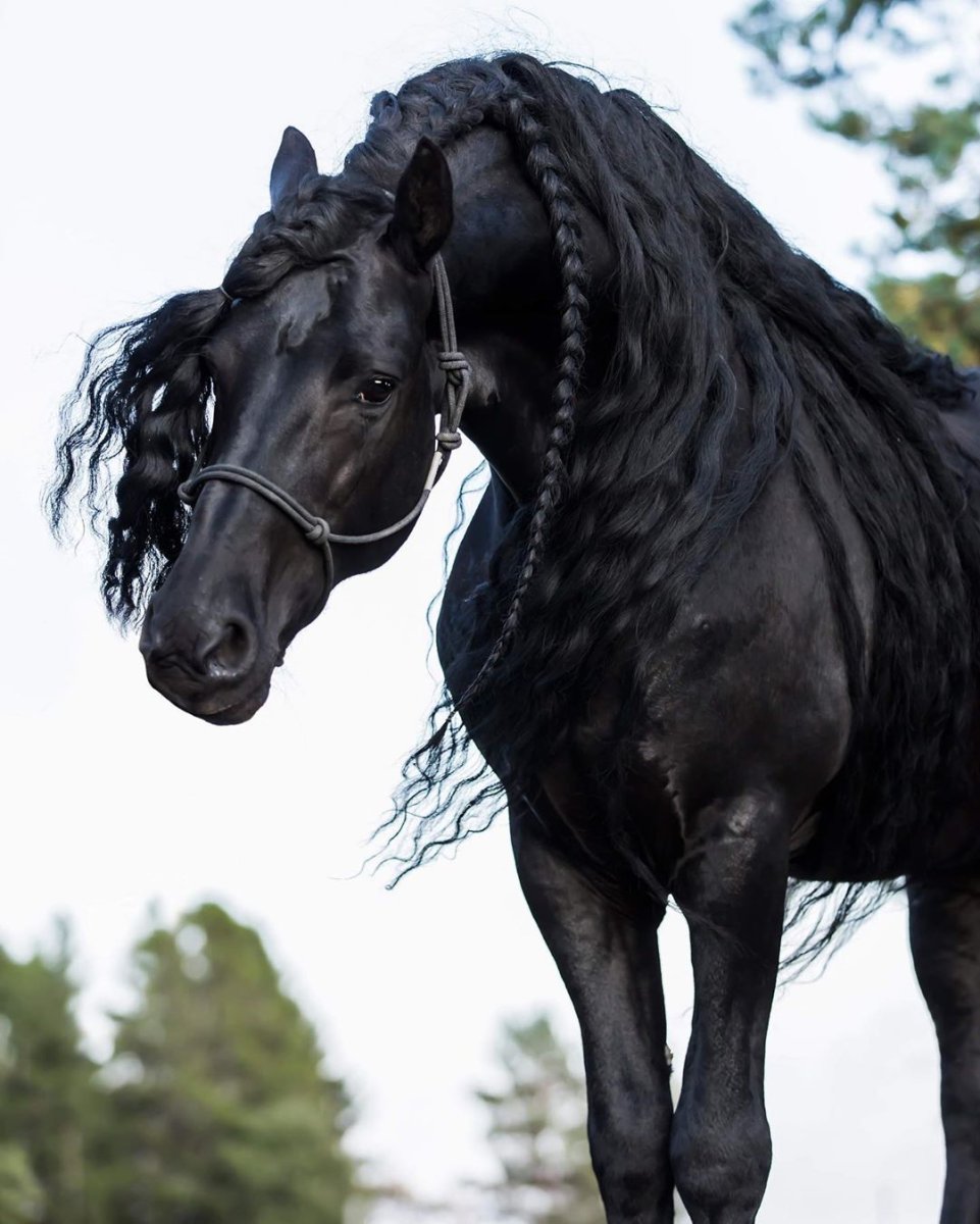 Лузитано Кремелло