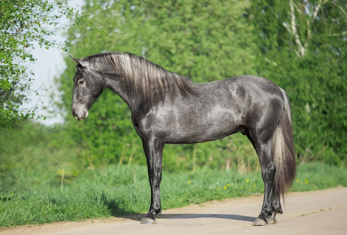 Андалузская порода лошадей