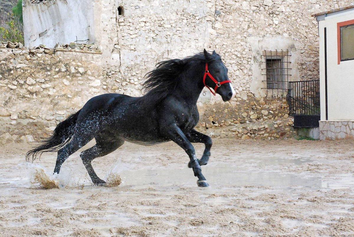Beautiful andalusier Horses