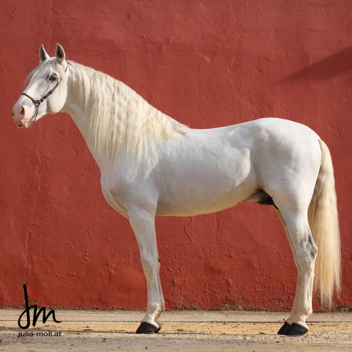 Буланый Лузитано