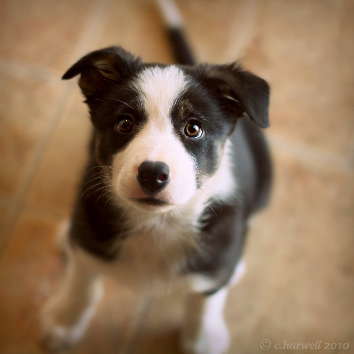 Гладкошерстный бордер колли