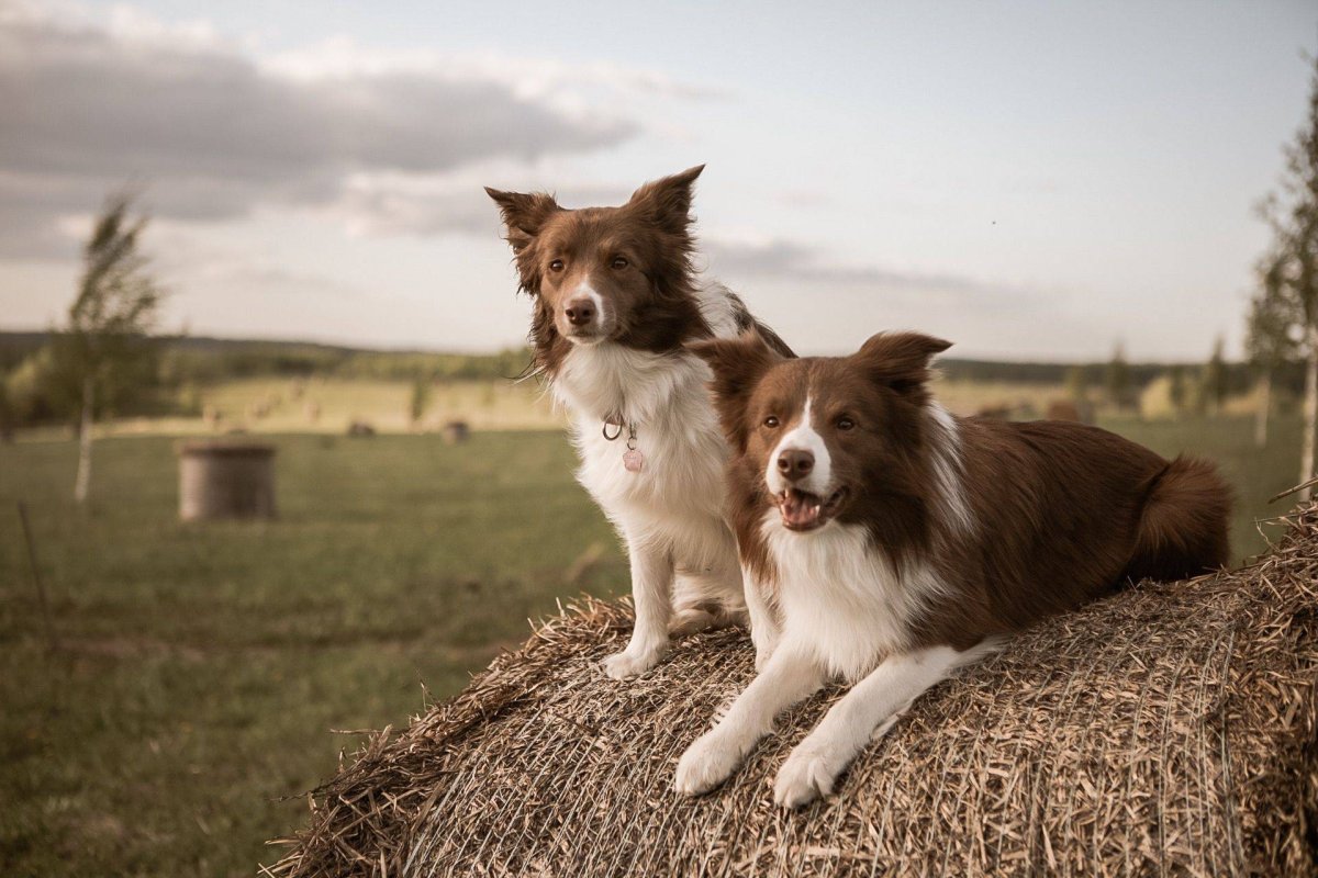 Бордер колли цветная