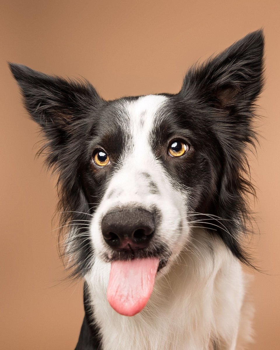 Бордер колли пастушья