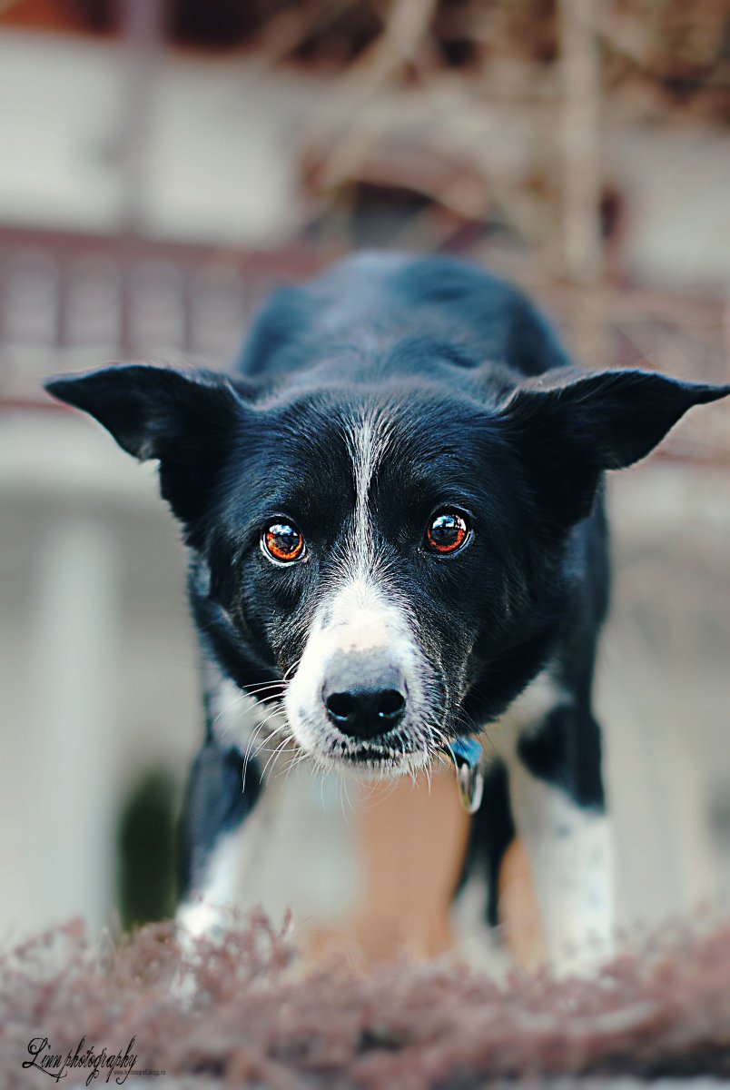 Бордер колли мальчик