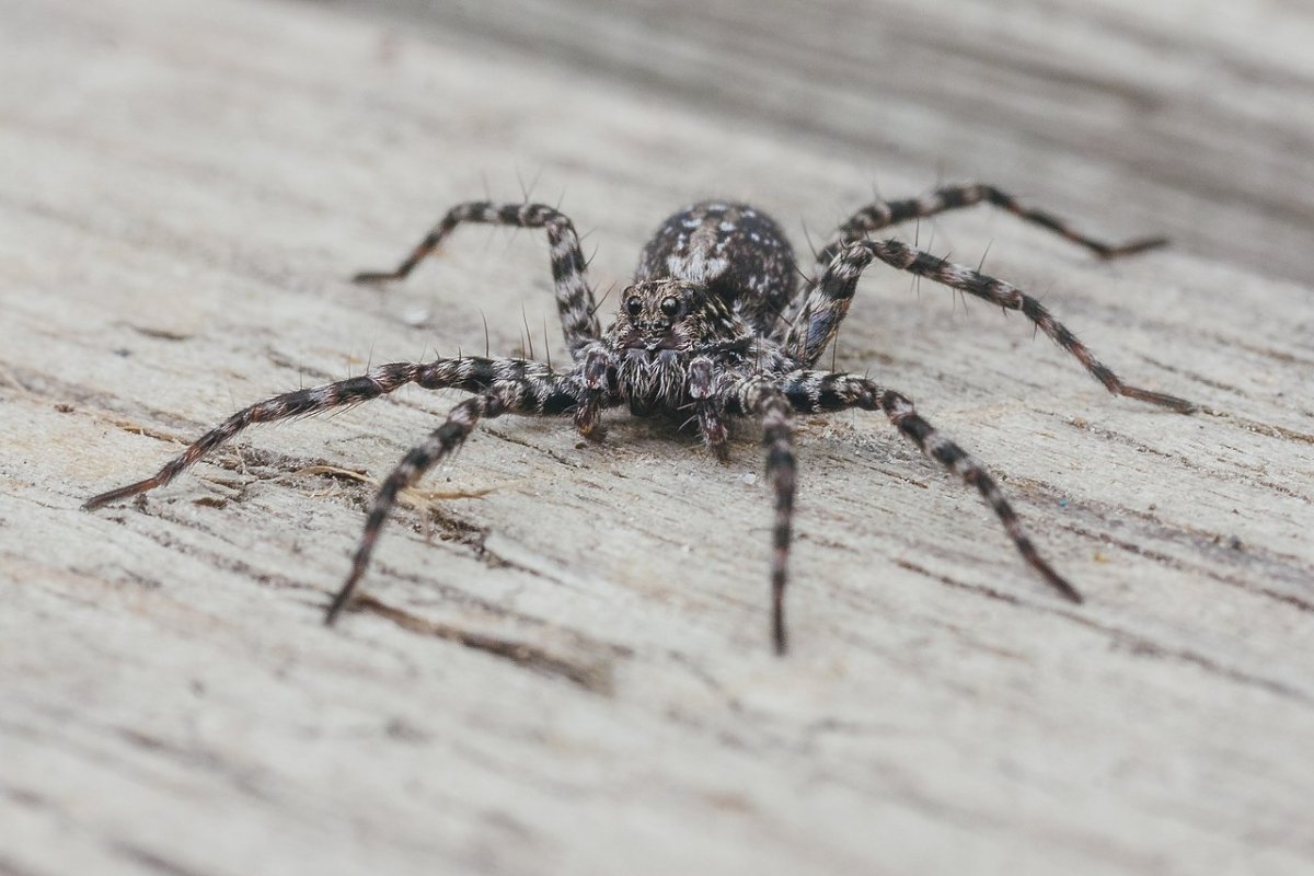 Акантоликоза дровяная Acantholycosa lignaria