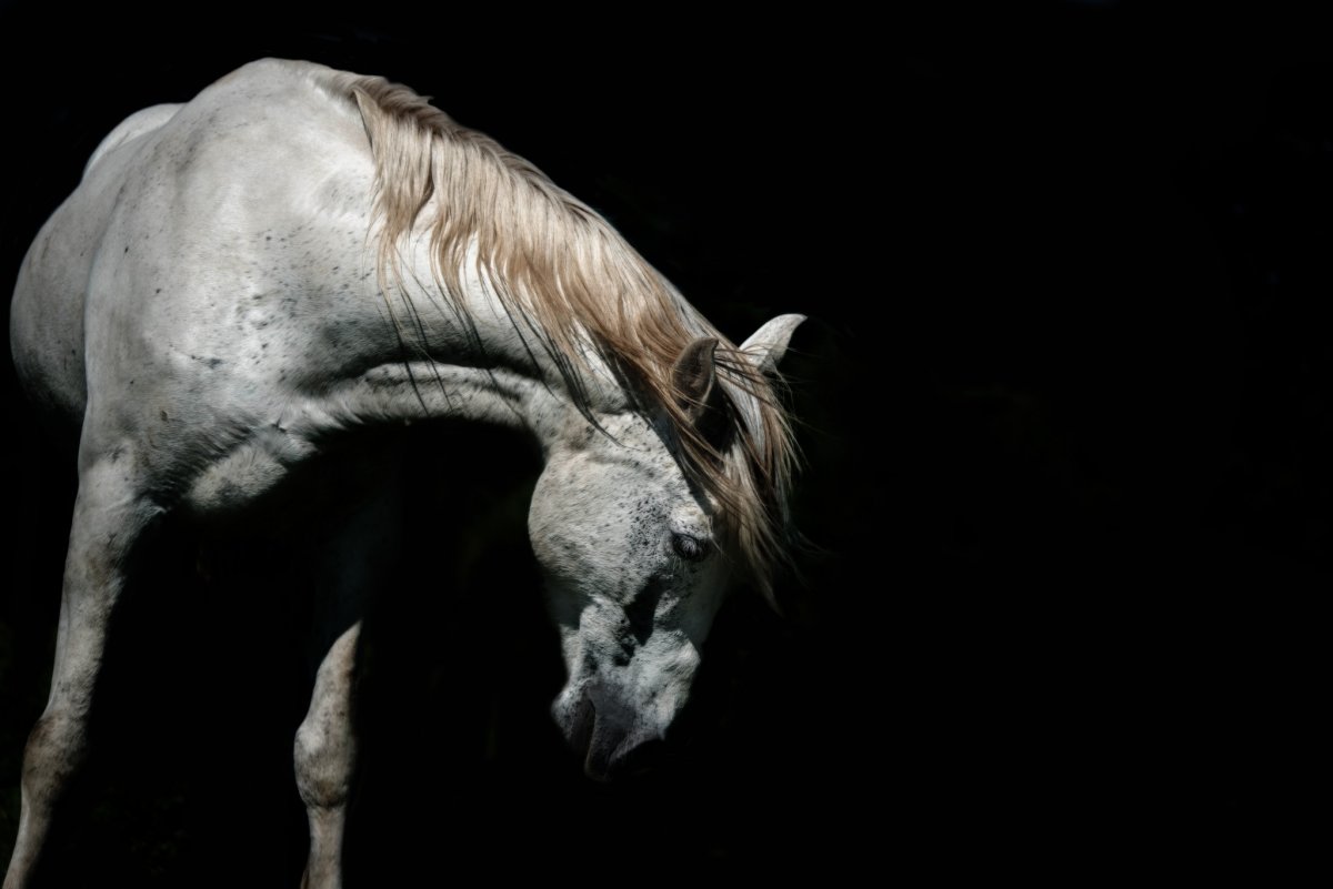 Белая лошадь на темном фоне