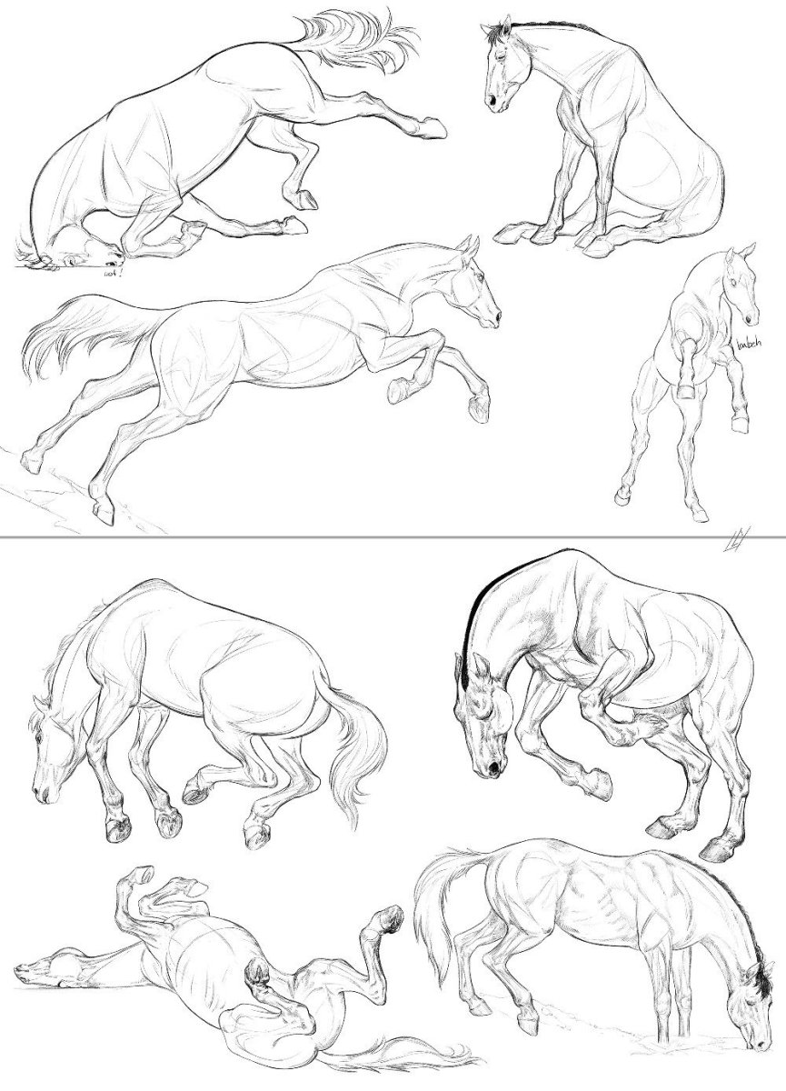 Лошадь сзади референс