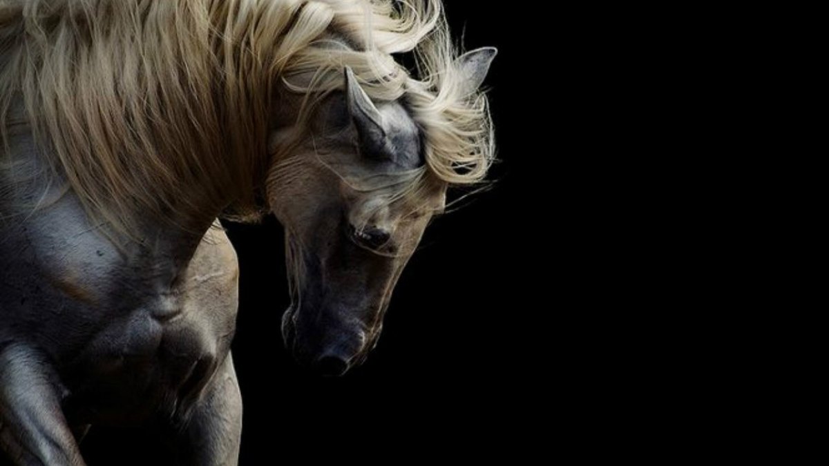 Морда лошади Эстетика