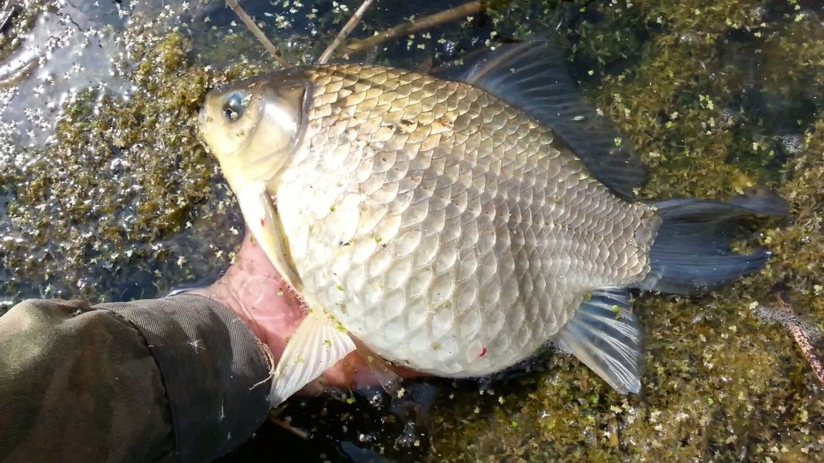 Икромет карася